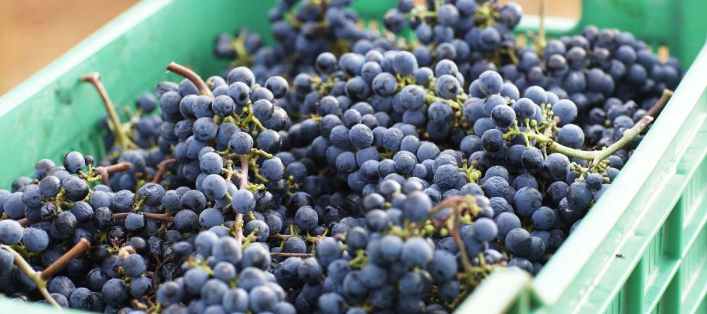 A crate of grapes harvested and ready for processing into wine at Delaire Graff, Stellenbosch, South Africa - Image 10