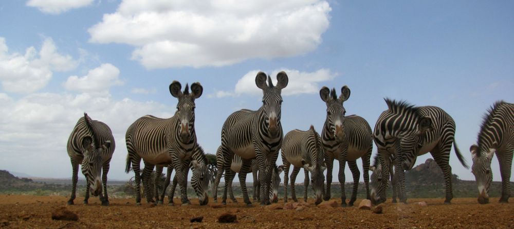 Grevy's Zebra - Image 8