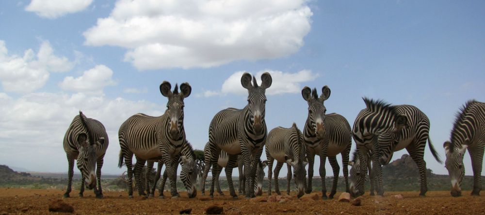 Grevy's Zebra - Image 4