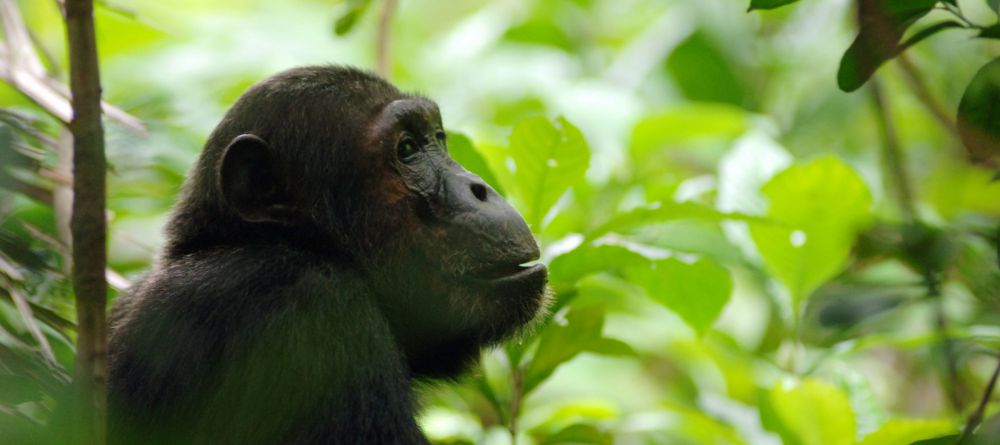 Greystroke Mahale, Mahale Mountains, Lake Tanganyika, Tanzania - Image 12