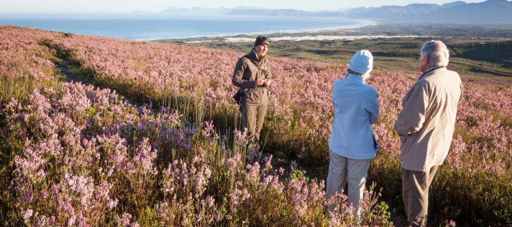 Grootbos Walks in the fynbos - Image 21