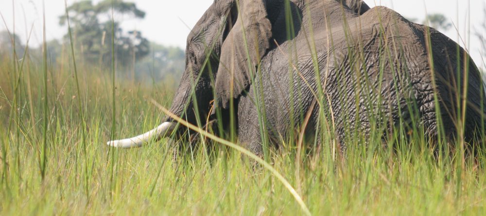 Elephant at Gunns Camp, Okavango Delta, Botswana - Image 5