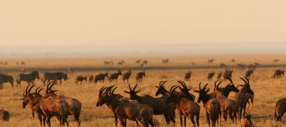 All of the herds on the plains at Katuma Bush Camp, Katavi National Park, Tanzania - Image 2