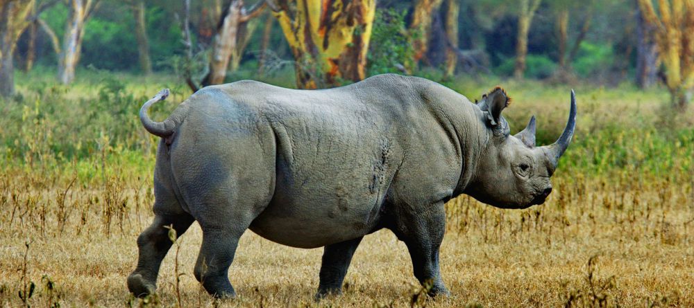 The Highlands - Wildlife - Image 6