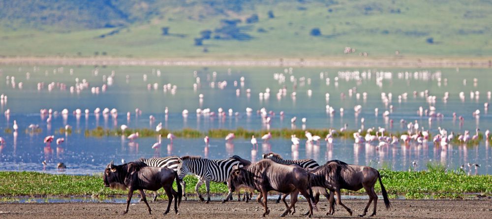 The Highlands - Wildlife - Image 7