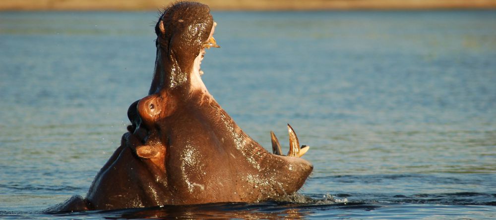 Chobe Savanna Lodge - Image 3