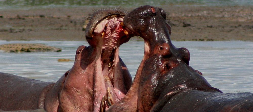 Hippos at Selous Impala Camp, Selous National Park, Tanzania - Image 27
