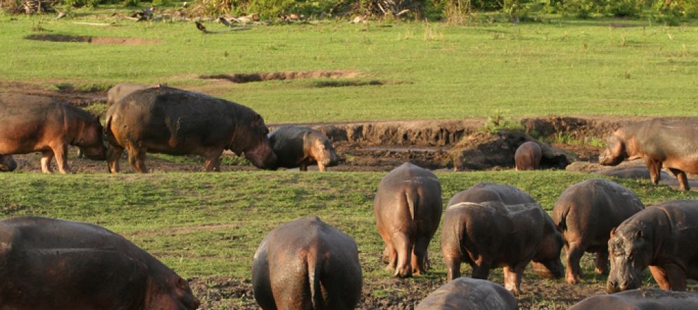 Hippos gathering on the bank at Katuma Bush Camp, Katavi National Park, Tanzania - Image 4
