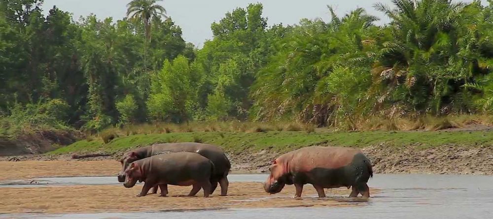 Saadani Safari Lodge - hippos in the park - Image 1