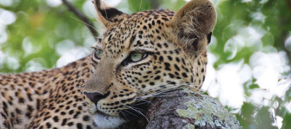 Simbavati Hilltop Lodge - Image 2