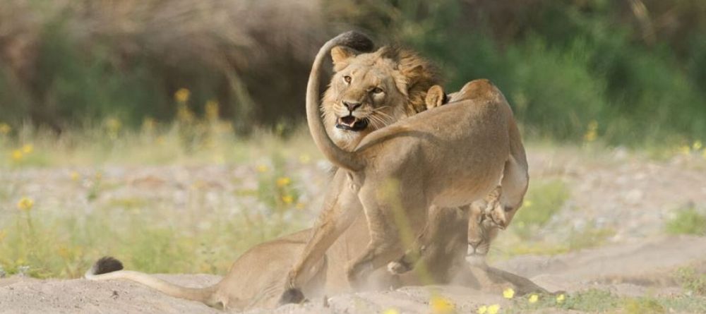 Hoanib Valley Camp - Image 3