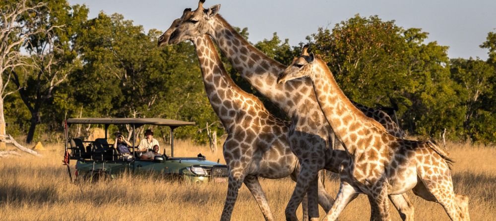 Little Makalolo, Hwange National Park, Zimbabwe - Image 16