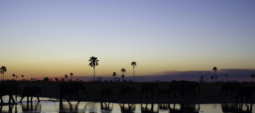 Elephants at sunset at Davisons Camp, Huangwe National Park, Zimbabwe (Dana Allen) - Image 15