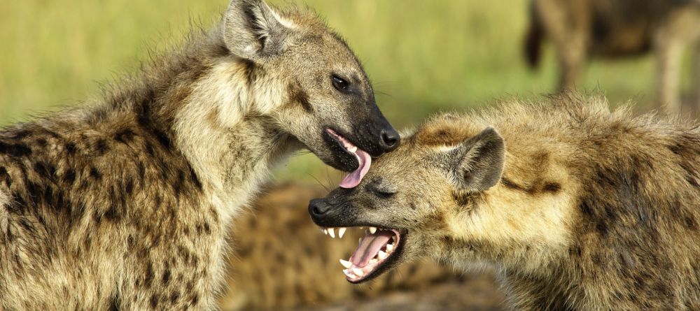 Hyenas share a moment at Mara House, Masai Mara National Reserve, Kenya - Image 12