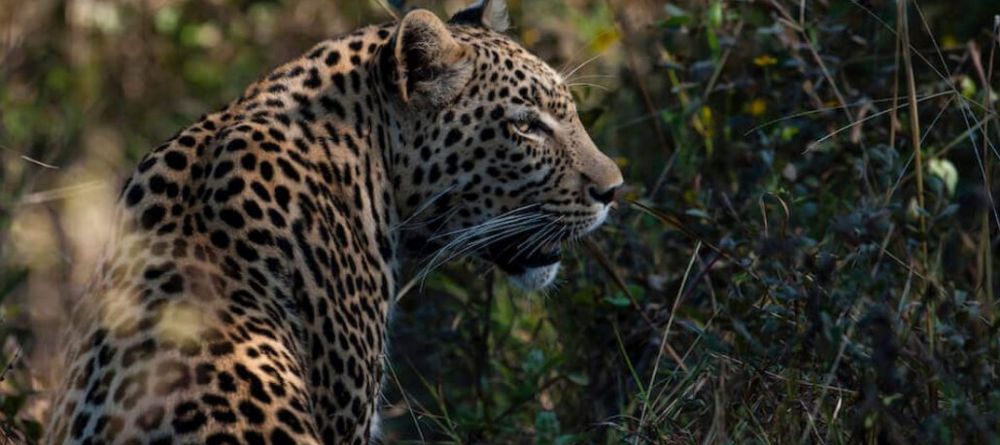 Hyena Pan Leopard - Image 2