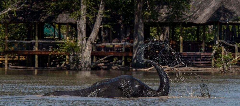 Hyena Pan Elephant - Image 4