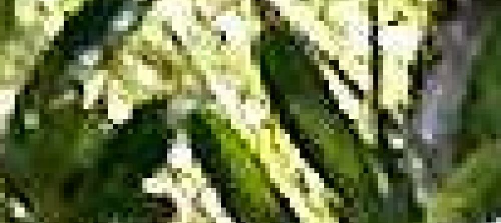 Idube Game Reserve - Cheetahs - Image 2