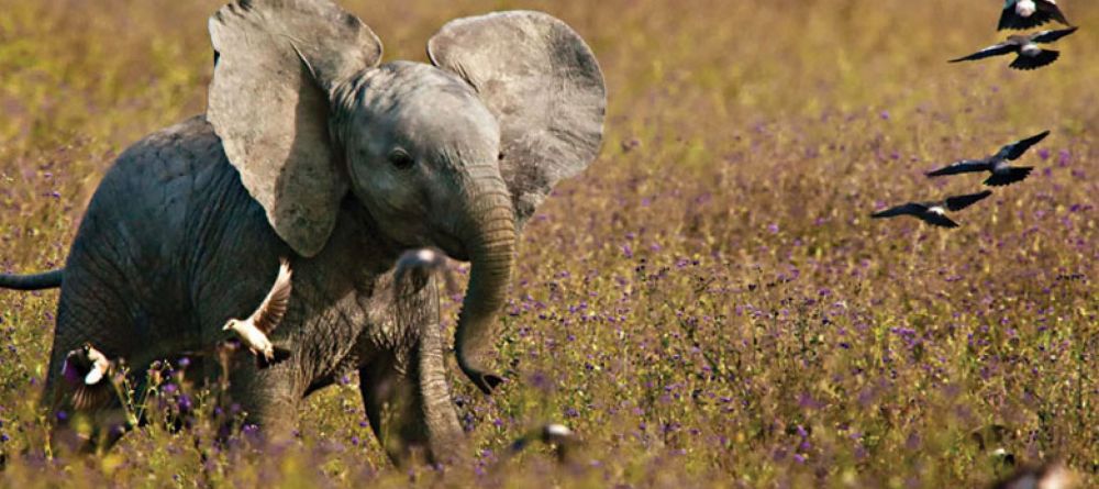 Mawe Ninga Camp, Tarangire National Park,Tanzania - Image 2