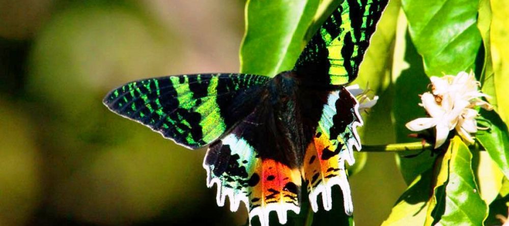 Masoala Forest Lodge, Masoala National Park, Madagascar - Image 18