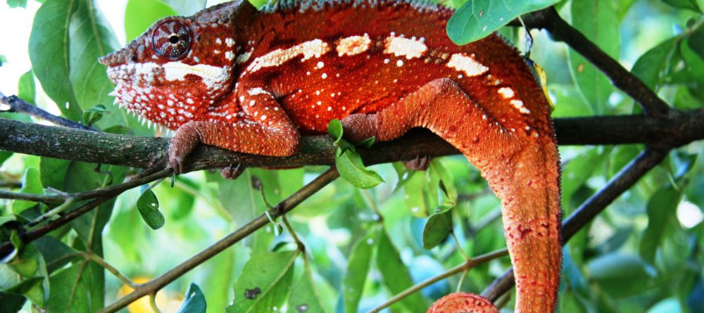 Masoala Forest Lodge, Masoala National Park, Madagascar - Image 20