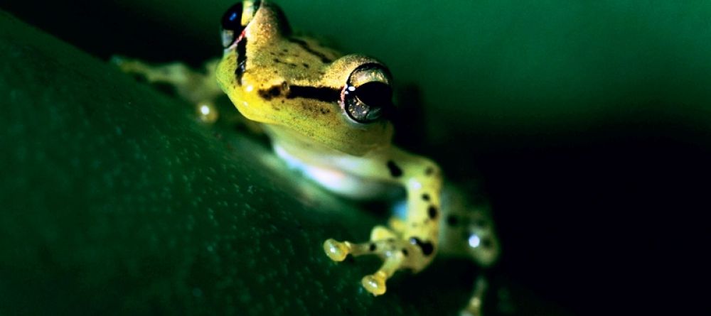Masoala Forest Lodge, Masoala National Park, Madagascar - Image 3