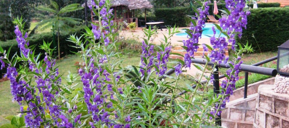 The grounds at Andasibe Hotel, Andasibe National Park, Madagascar (Mango Staff photo) - Image 5