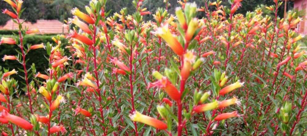 The grounds at Andasibe Hotel, Andasibe National Park, Madagascar (Mango Staff photo) - Image 6