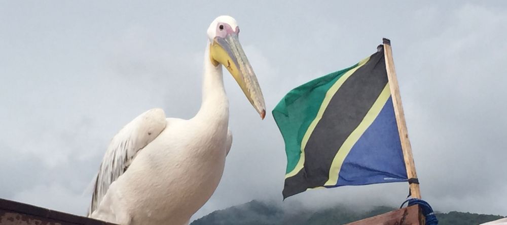 Big bird is now a fixture at Mahale.  - Image 3