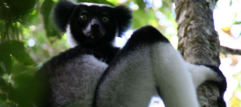 Indri Lemur - Image 6