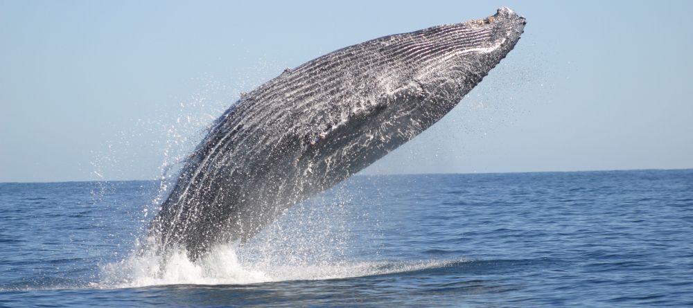 A whale breaching at Hotel Le Paradisier, Tulear, Madagascar - Image 11