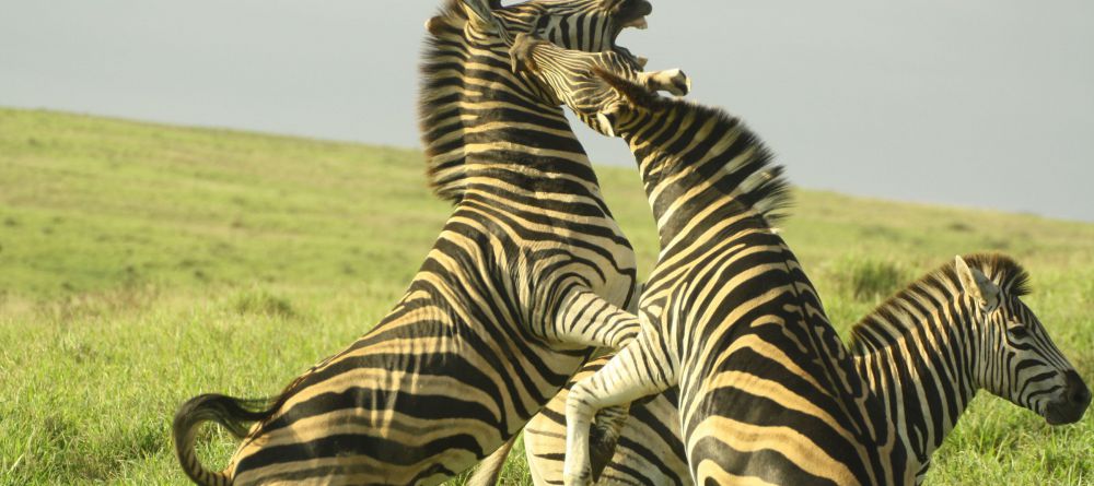 Gorah Elephant Camp, Addo Elephant National Park, South Africa - Image 2