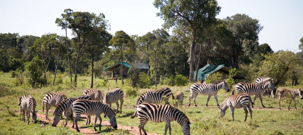 A herd of zebras wander through the camp to feed at Offbeat Mara Camp, Masai Mara National Reserve, Kenya - Image 10
