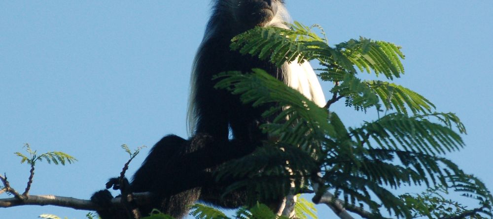 A furry visitor at Waterlovers, Diani Beach, Kenya - Image 9