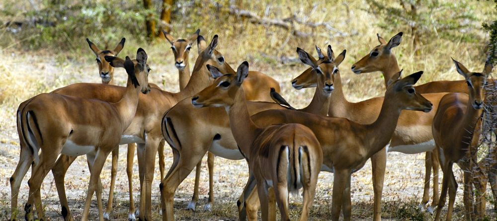 Impala herd at Selous Impala Camp, Selous National Park, Tanzania - Image 29