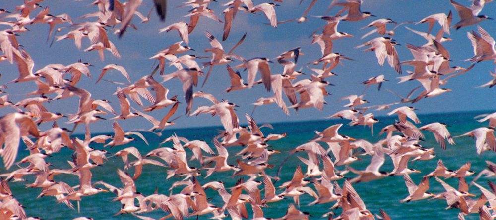 Indigo bay Island Resort, Bazaruto Archipelago, Mozambique - Image 11