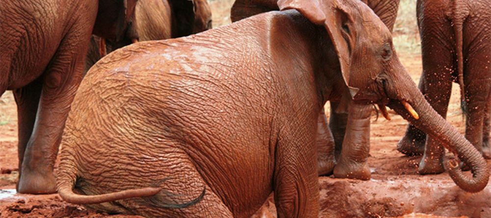 Ithumba camp mud ele - Image 3