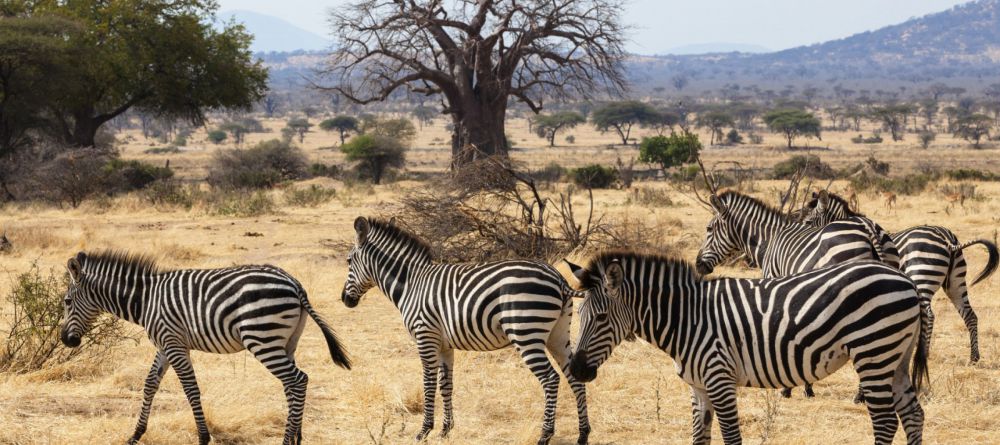 Jongamero Camp - Image 5