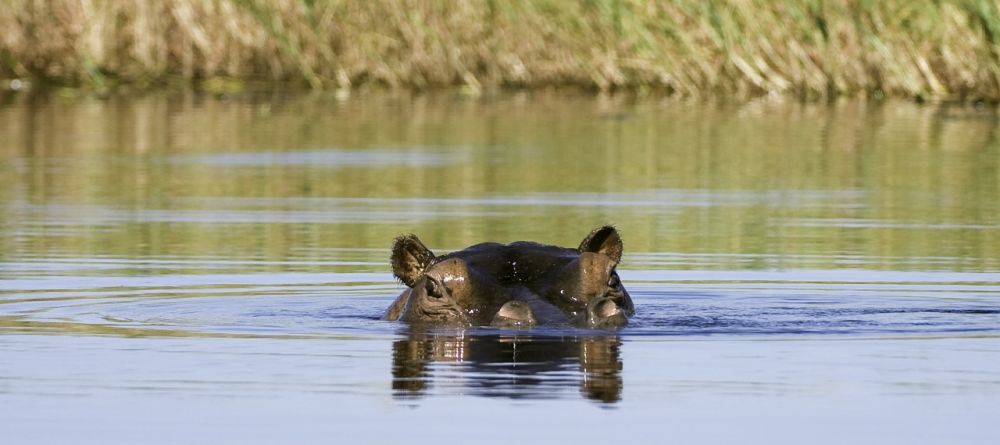 Hippo at Jacana Camp, Moremi Game Reserve, Botswana (Dana Allen) - Image 2