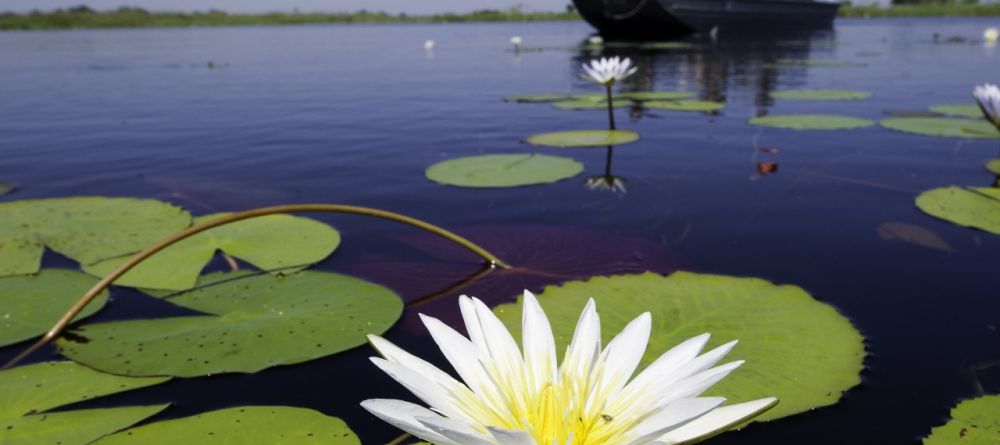 Lily on the delta at Jacana Camp, Moremi Game Reserve, Botswana (Dana Allen) - Image 1