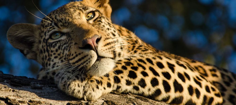 Jamala Madikwe, Madikwe Game Reserve, South Africa - Image 7