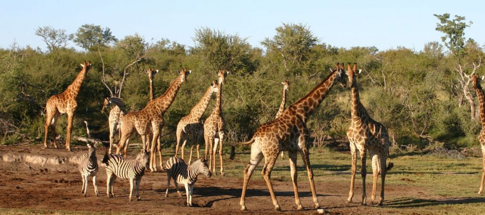 Jamala Madikwe, Madikwe Game Reserve, South Africa - Image 9
