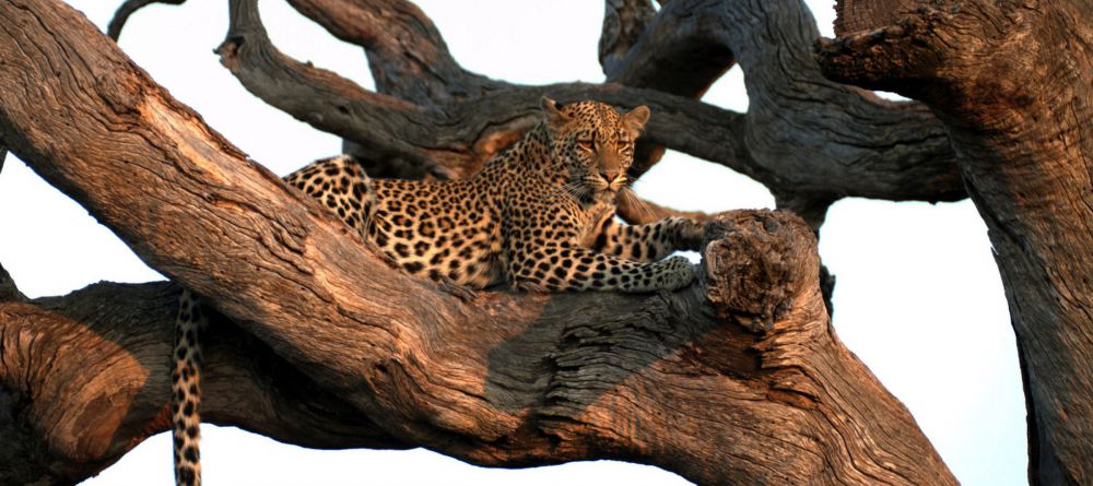 Jamala Madikwe, Madikwe Game Reserve, South Africa - Image 8