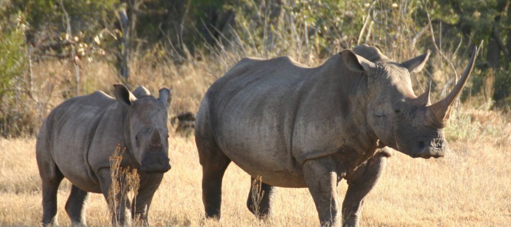 Jamala Madikwe, Madikwe Game Reserve, South Africa - Image 4