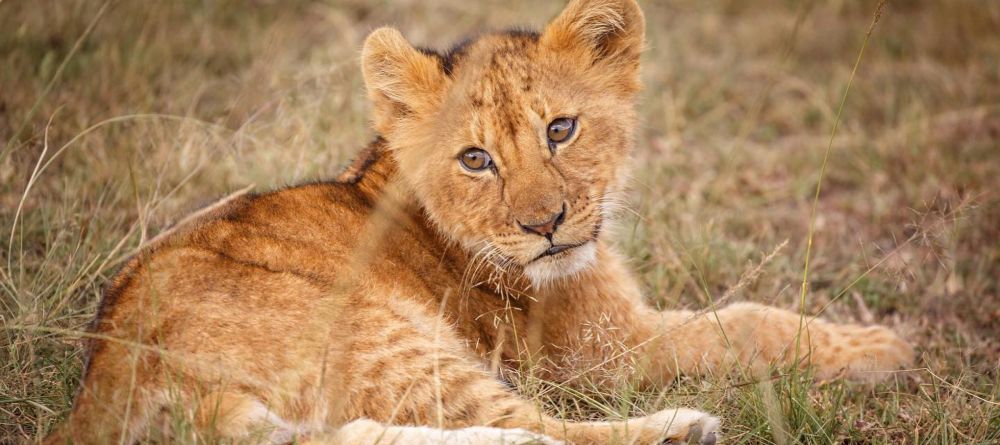 Jamani House - Image 5