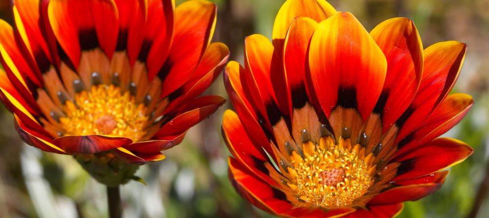 Daisy Country Lodge, Namakwaland, South Africa - Image 4