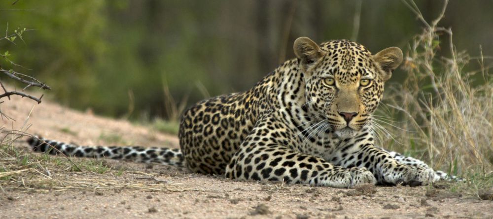 A leopard at Londolozi Granite Suites, Sabi Sands Game Reserve, South Africa - Image 9