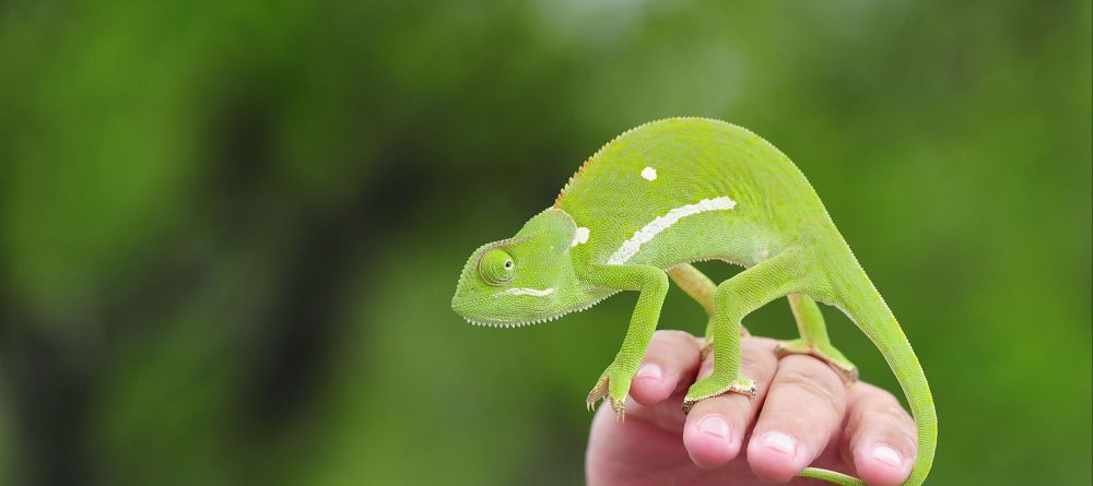 Jock Safari Lodge, Kruger National Park, South Africa - Image 5