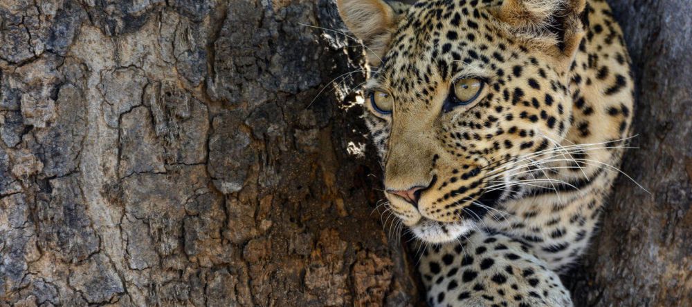 Jabali Ridge  - Image 5