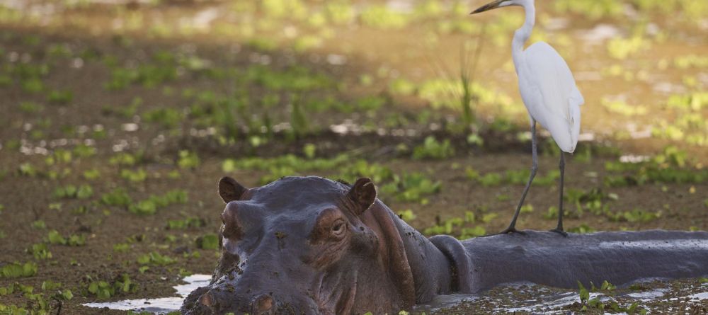 Zungulila Bushcamp, South Luangwa National Park, Zambia - Image 12