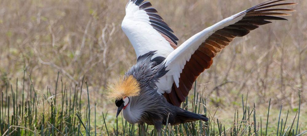 Kiota Camp Wildlife - Image 4